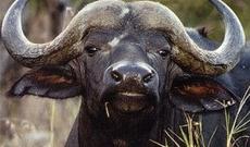 Ağsuda Rusiya vətəndaşını iribuynuzlu heyvan vurub