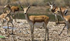 ETSN ceyranlarla bağlı şikayəti araşdırıb