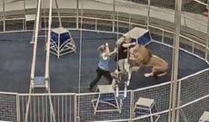 Moskva sirkində qorxulu anlar — Şir təlimçiyə hücum etdi (VİDEO)