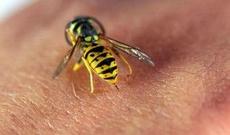 Tovuzda arının sancdığı qadın ölüb