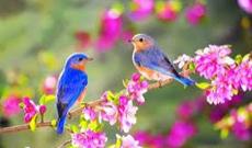 Azərbaycanda sabit hava şəraiti davam edəcək