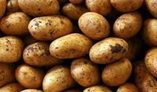 50 ton kartofda zərərli orqanizmlər aşkarlanıb (VİDEO)