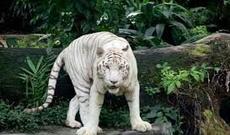 Yaponiyada ağ pələng zoopark əməkdaşını parçalayıb