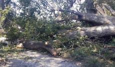 Bakıda ağac qadınların üstünə aşdı