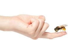 Sumqayıtda hamilə qadını arı sancdı - Şoka düşdü