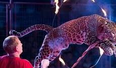 Moskva sirkində leopard 4 yaşlı qıza hücum edib