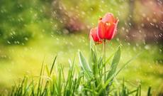 Respublikamızın ərazisində yağışlı hava sabah da davam edəcək