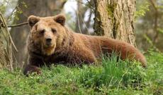 Azərbaycanda “Qırmızı kitab”a düşən ayı ovlandı