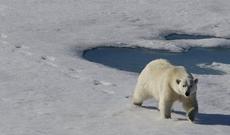 Kanadada Ağ ayı insanlara hücum edib