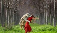 Azərbaycanda ana oğlunu qorumaq üçün canavarın qarşısına çıxdı