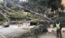 Bakıda  hündür ağac restoranın üstünə aşdı