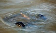 Oliqarxların “pul gölü” qurudulur