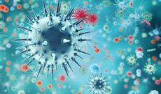 Gürcüstanda donuz qripindən daha bir nəfər ölüb: ABŞ-dan şübhələnirlər