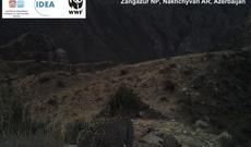 Ana və bala bəbirin görüntüləri qeydə alınıb