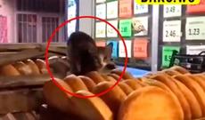 Sosial şəbəkələrdə böyük müzakirəyə səbəb olan görüntüyə RƏSMİ AÇIQLAMA