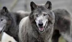 Şəkidə canavarlar mal-qaraya hücum edib