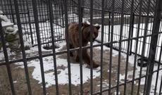 Qonur ayı Reabilitasiya Mərkəzinə təhvil verilib