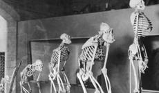 Darvindən min il əvvəl təkamül fikrini irəli sürən müsəlman alimlər