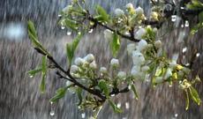 Sabah  bəzi yerlərdə yağış yağacağı gözlənilir