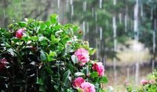 Azərbaycan ərazisində yağışlı hava davam edəcək