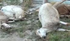Xırdabuynuzlu heyvanlar ölümcül xəstəliyə tutulub - VİDEO
