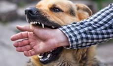 Bakıda biri uşaq olmaqla 3 nəfəri it dişlədi