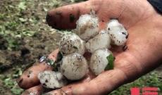 Qərb rayonlarına güclü dolu düşüb