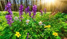 Sabah  hava şəraitinin dəyişkən buludlu olacağı, əsasən yağmursuz keçəcəyi gözlənilir