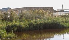 Qəbirstanlığın 3 tərəfi göllə əhatələnib: İnsanlar da ordan balıq yeyir - VİDEO