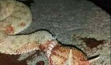 Qaxda iki yaşlı uşağı yaşadığı evdə ilan sancıb