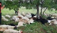 55 qoyunu öldü, özü möcüzə nəticəsində sağ qaldı - VİDEO