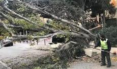 Bakıda külək sakinlərin yolu üzərindəki ağacı qırıb